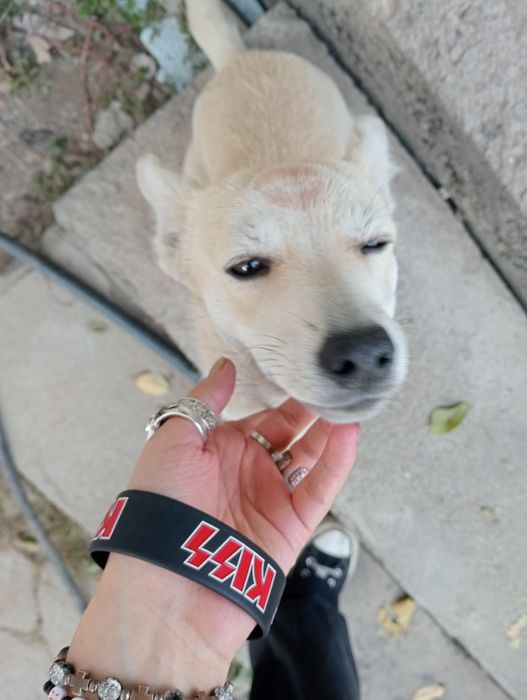 срочно пропала собака