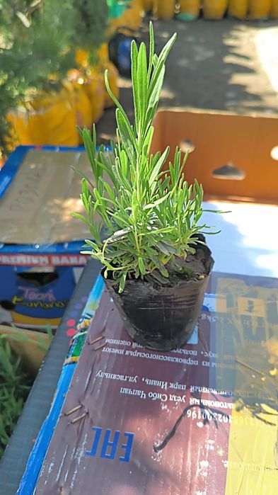 Лаванда Махровый Тимян вазелик  Размарин