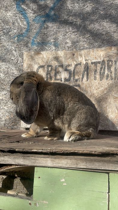 Femelă berbec german