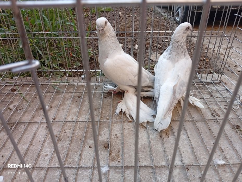 Голуби  Телеграмдан ёзинг