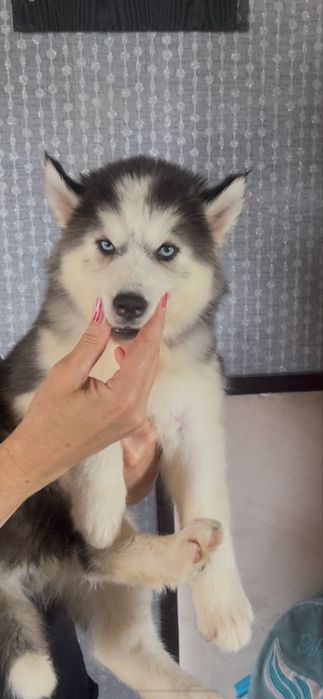 Пушистая девочка хаски 2 мес