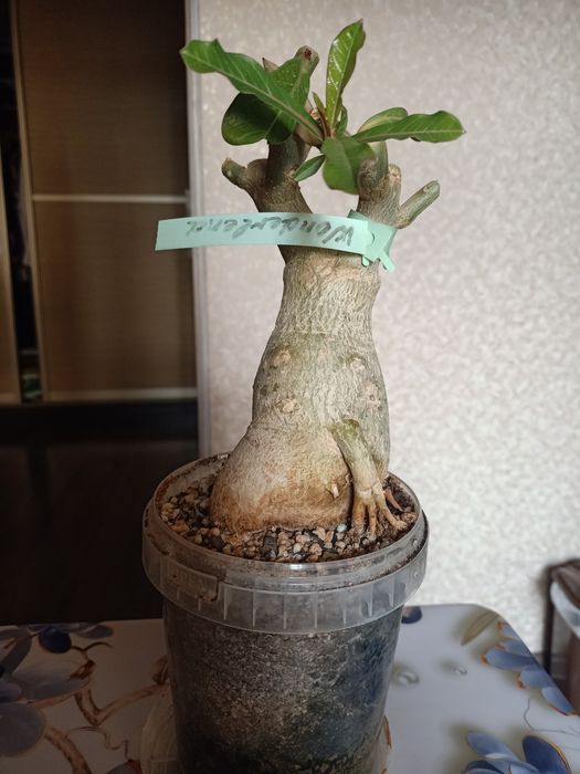 Комнатные цветы, адениум