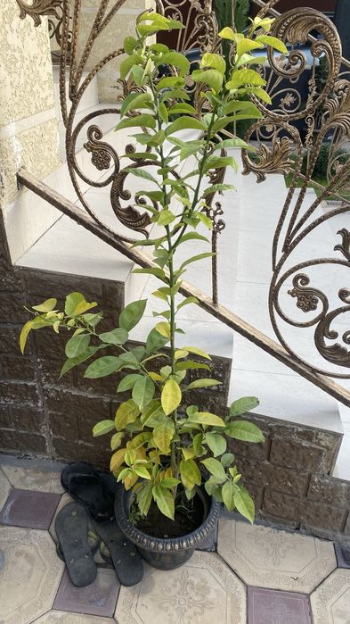 Лимон дерево кумкваты