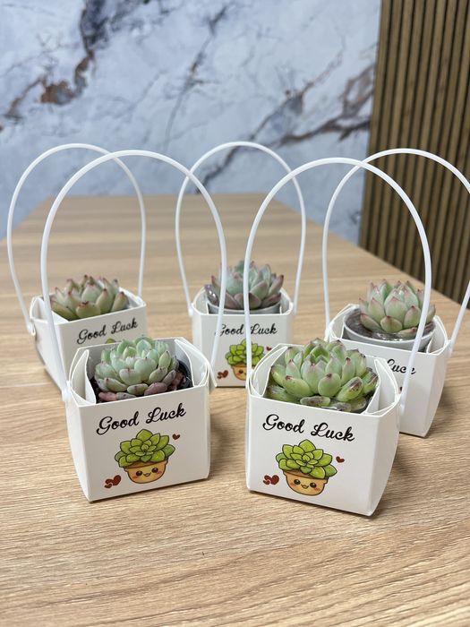 Тойбастар суккуленты