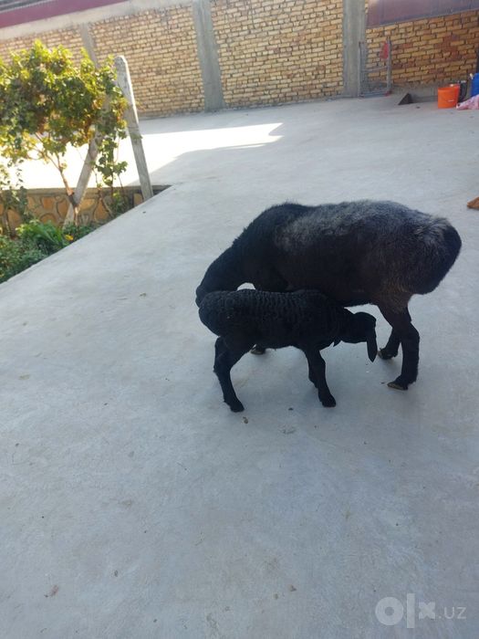 Sotiladi 2 qorin bolasi moda soglom