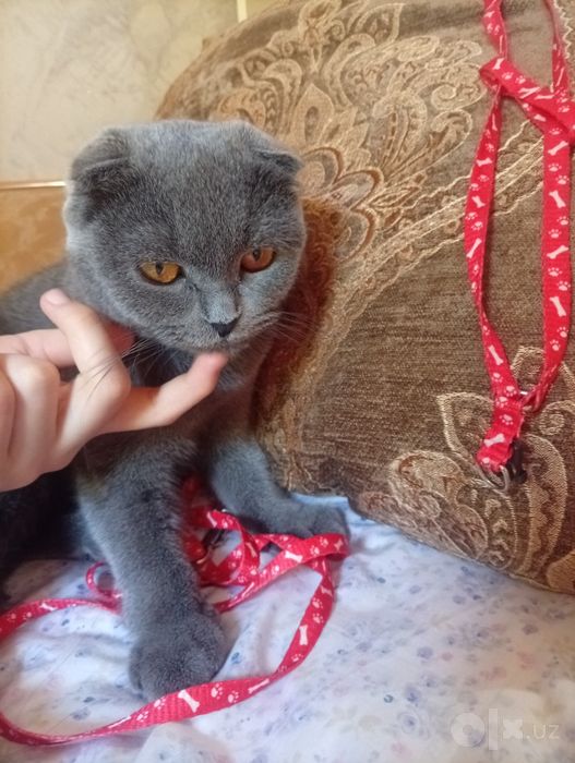 Продаётся кошечка Шотландская вислоухая скотиш фолд 10 месяц девочка