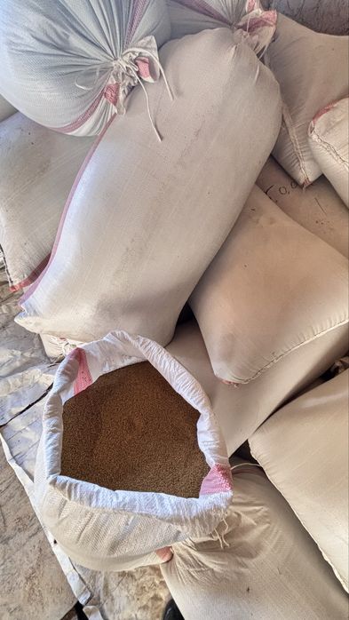 Жоңыршқа ұрық. Семена клевера