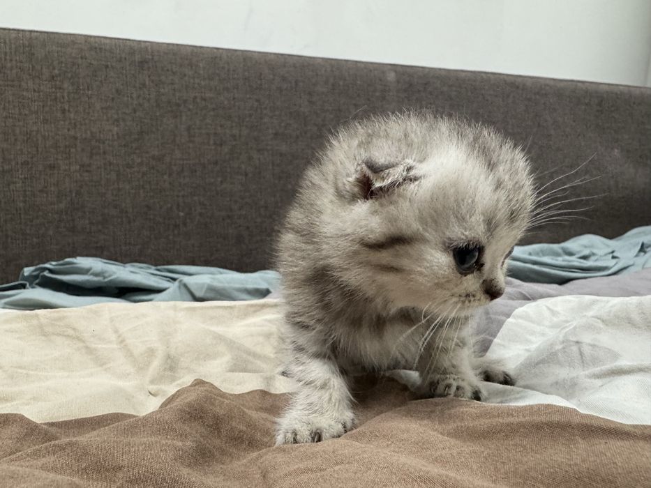 Котята шотландские