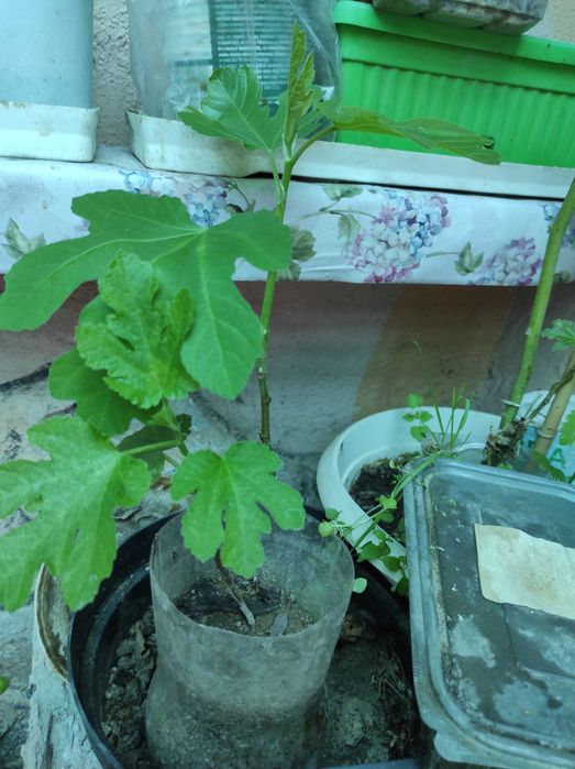 Фиданки и разсад смокини