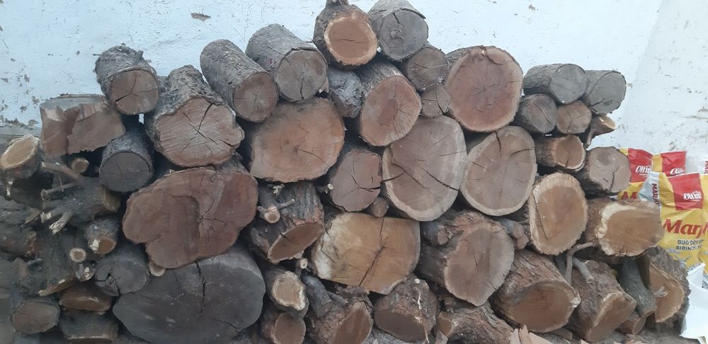 O'rik o'tinlar quruq 30,35 sm yorilgan dastafka bor labo