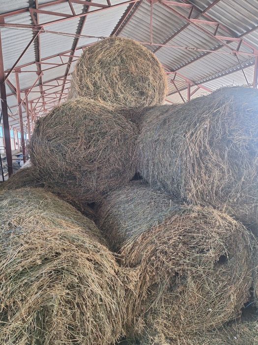 Baloti de lucerna - 120 cm