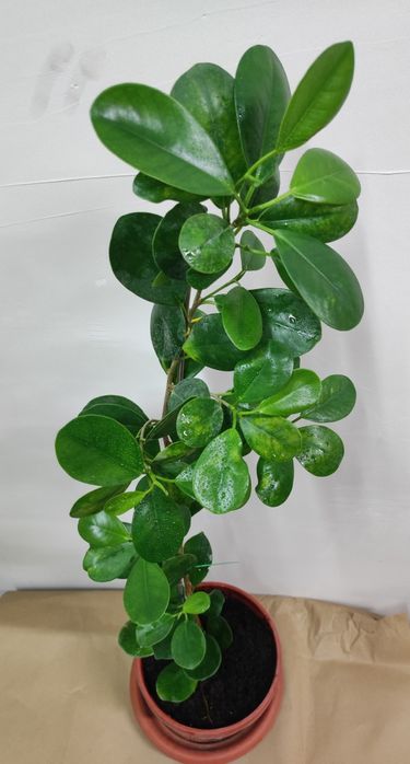 фикус Миллионерша