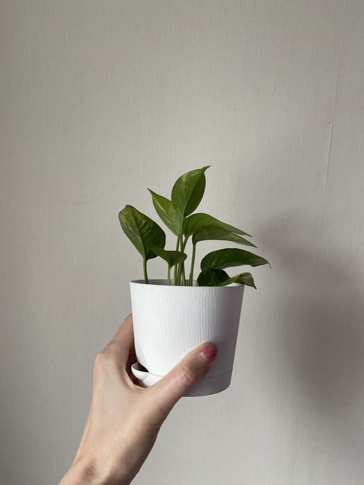 Голфингер лиана