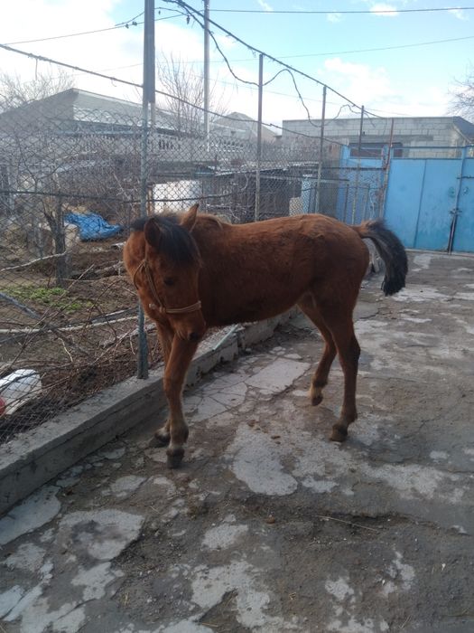 Продам кобылку 380 000