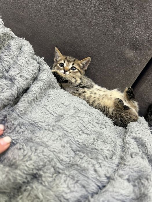 Британские котята