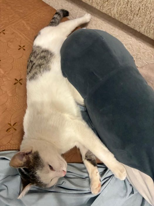 Найден котик район 11школа