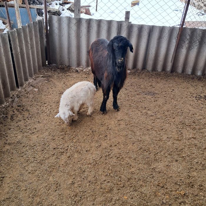 Лақты ешкілер сатылады