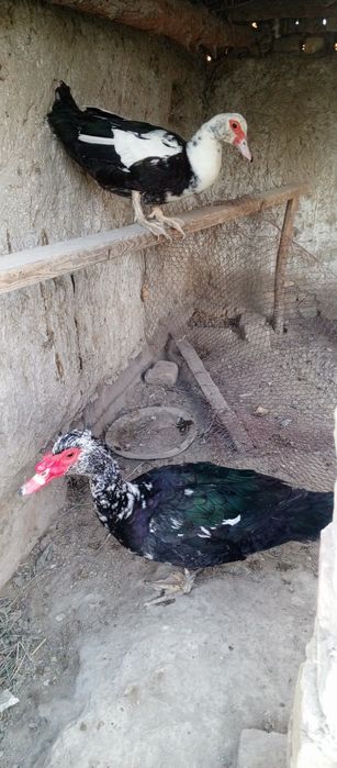 Урдаклар сотилади 1 пара
