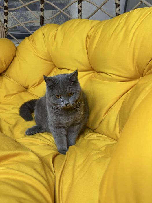 Катенок умный страйт мальчик