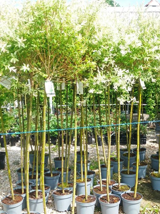 Японска върба Salix Hakuro Nishiki - Фламинго