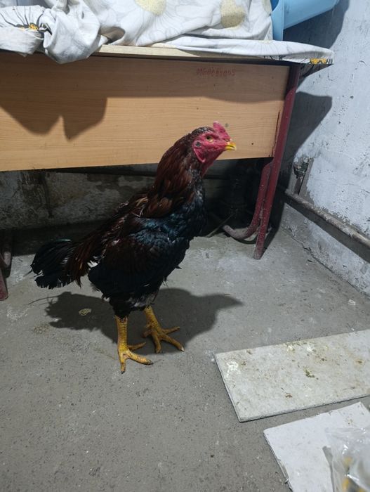 Дакан продам продам