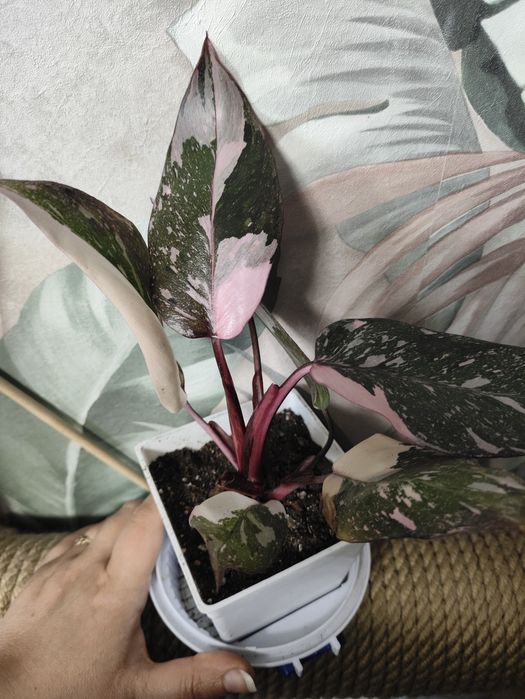 Растения для дома и офиса