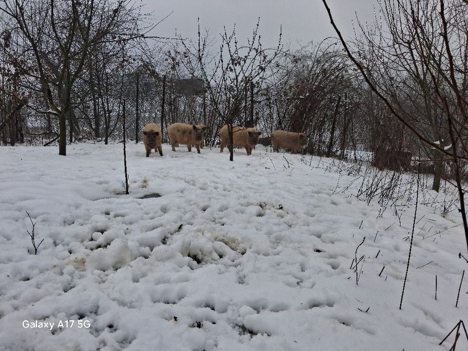 Schimb baloti cu cereale