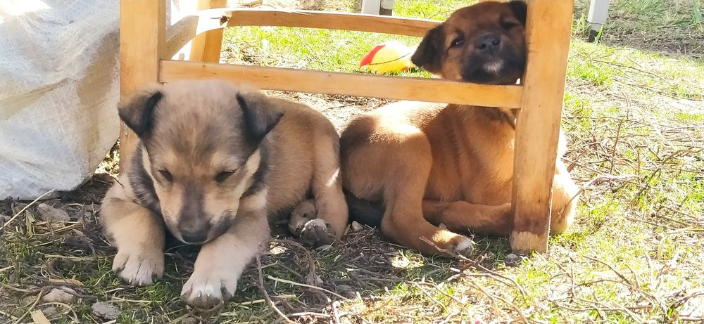 Отдам в добрые руки