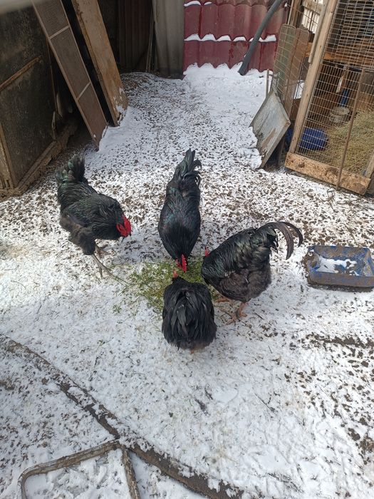 Петухи черные молодые