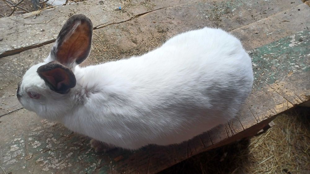 Продавам зайци различна възраст