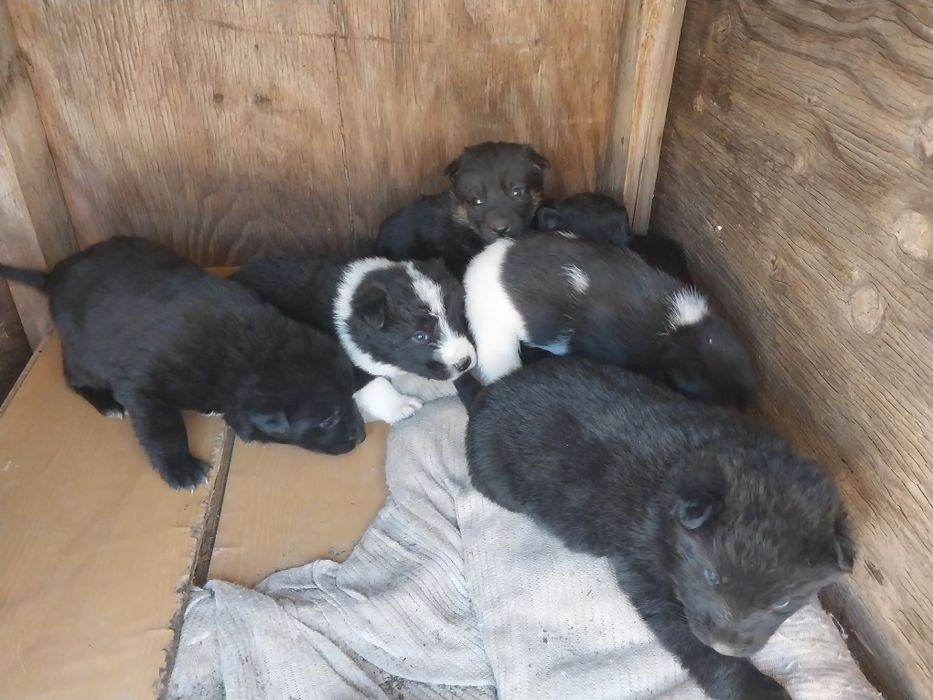 Щенята отдам в добрые руки