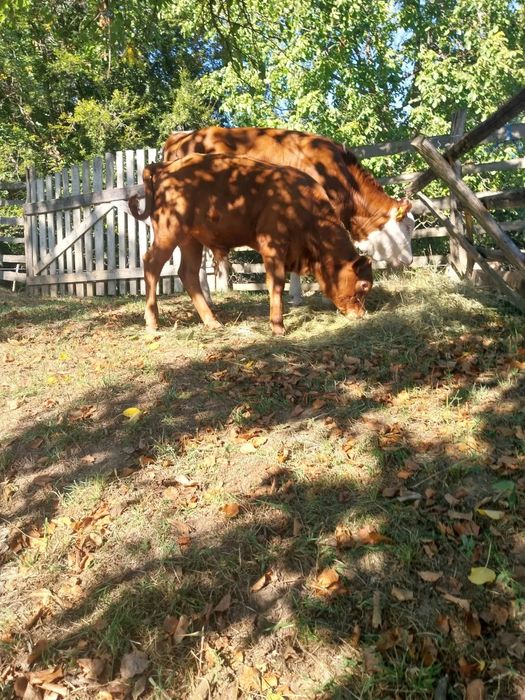 Vând vițel angus