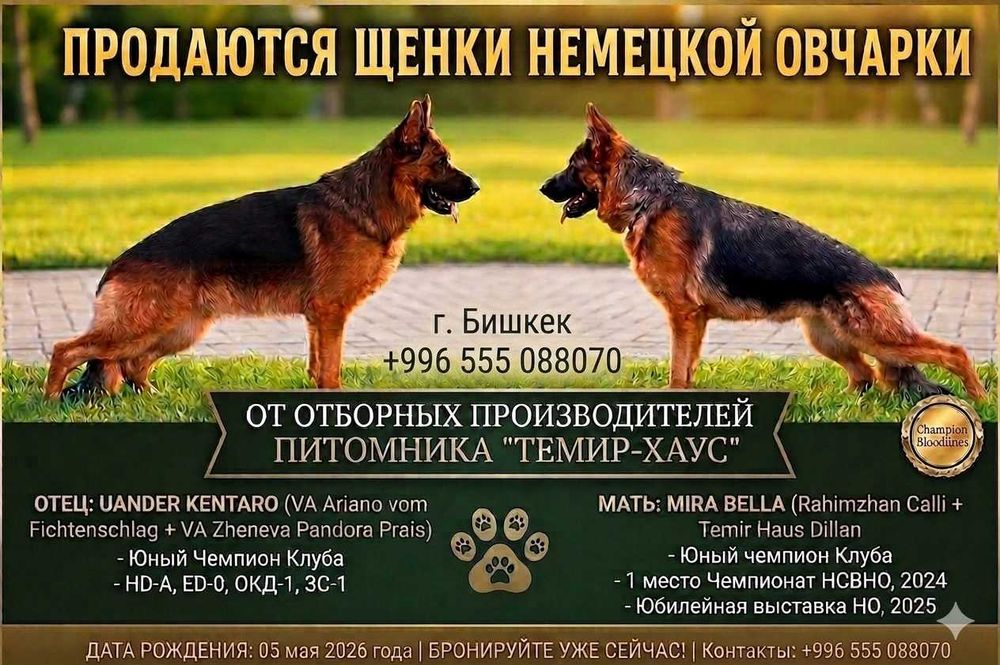 Продаются щенки немецкой овчарки