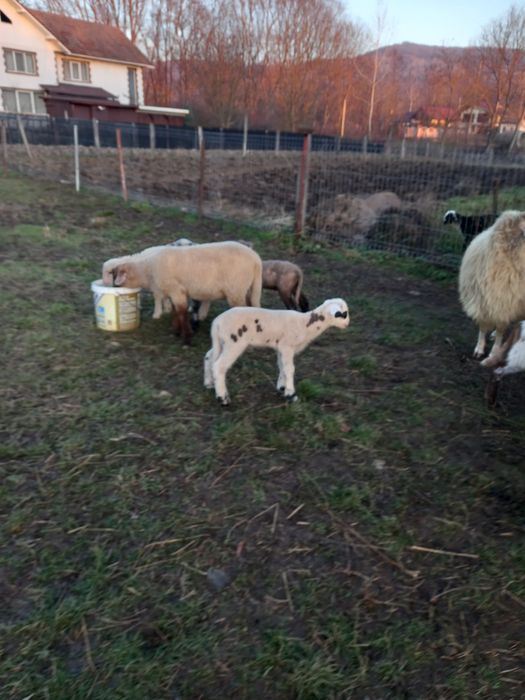 Oi carabase, bergamese