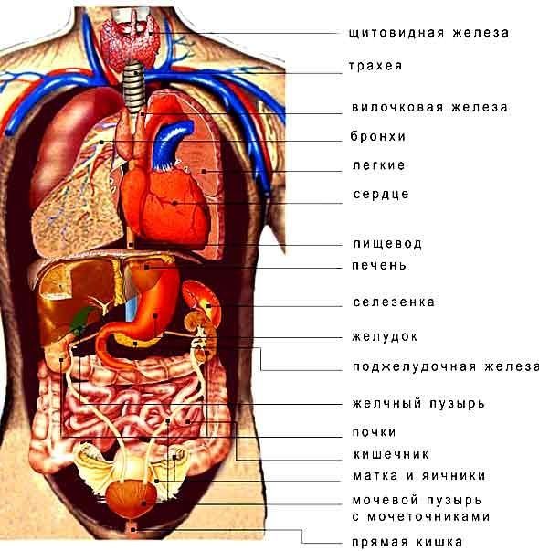 Урологический массаж и физиопроцедуры, медицинский урологический массаж для мужчин