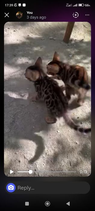 Bengal mushukchalar sotiladi 1 qiz 1 oʻgʻil