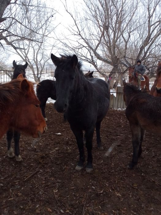 Продам кобылу 7 лет с жеребёнком