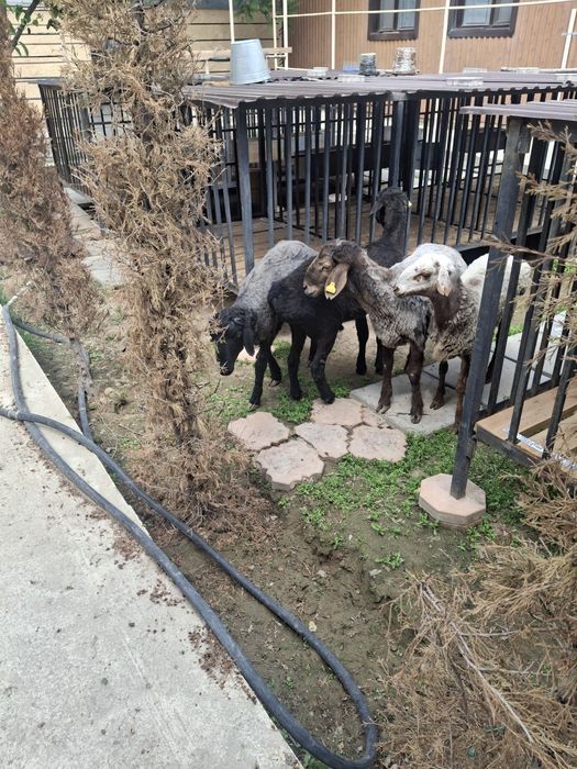 Қошқарлар сатылымда