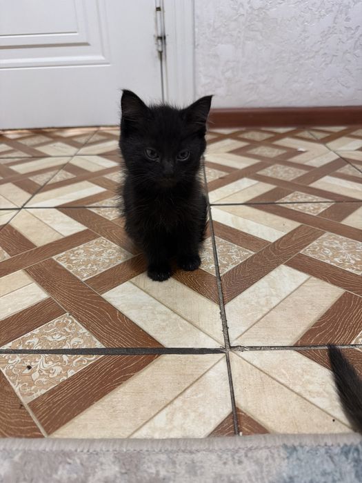Котенок қара және сиамский