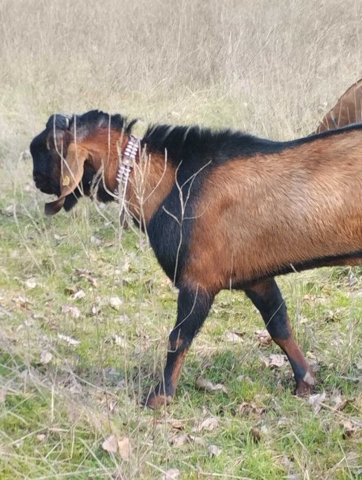 Продавам англонубииски пръч
