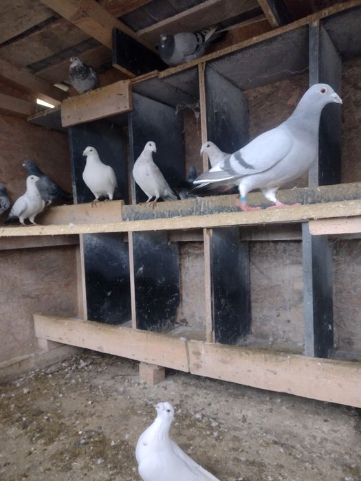 Porumbei de vânzare