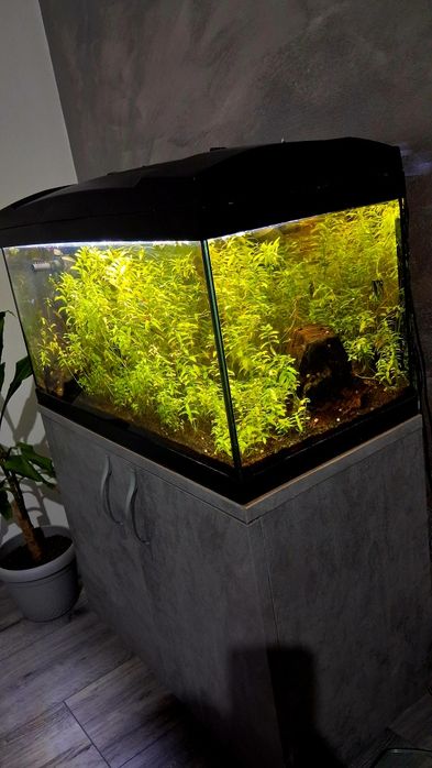 Acvariu Complet 60L