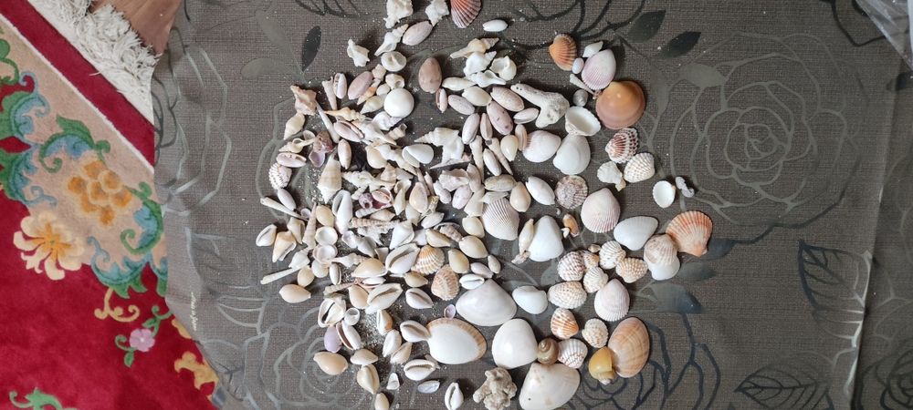 Ракушки морские и океанические.