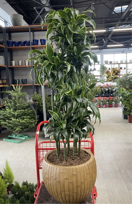 Цветы для офисов и квартир