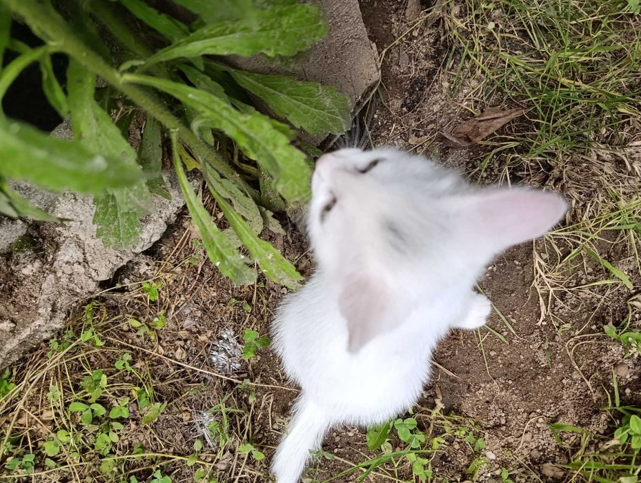 Котета на 7 седмици