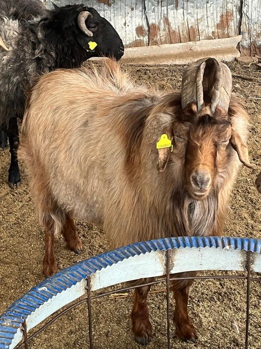 Қошқар , Теке сатылады