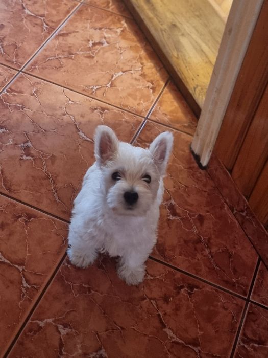 West Highland  white terrier de vânzare