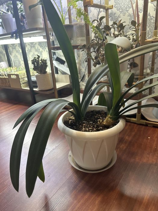 Кливия комнатный цветок 5000 т