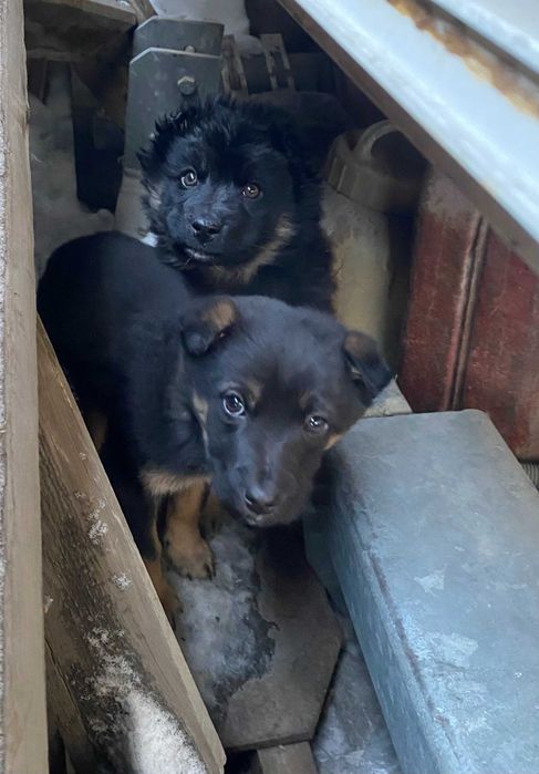 Отдадим щенков в хорошие руки.