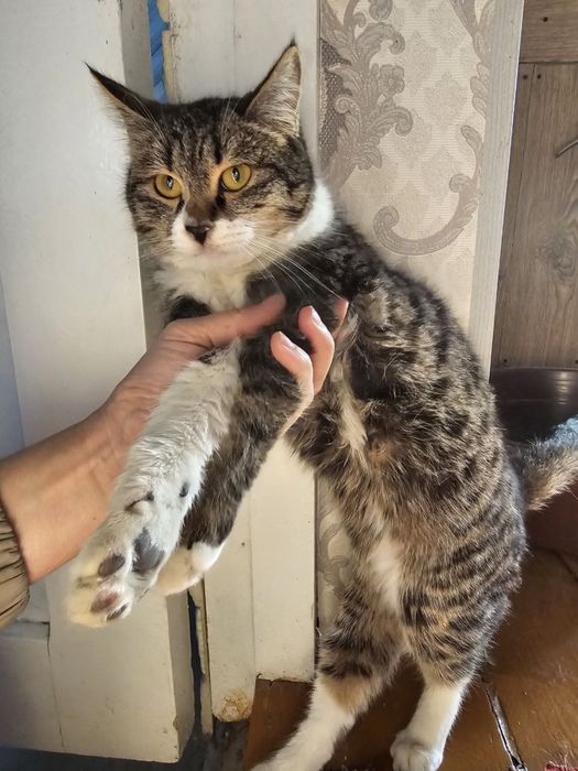 Hadya qilaman qiz mushukcha